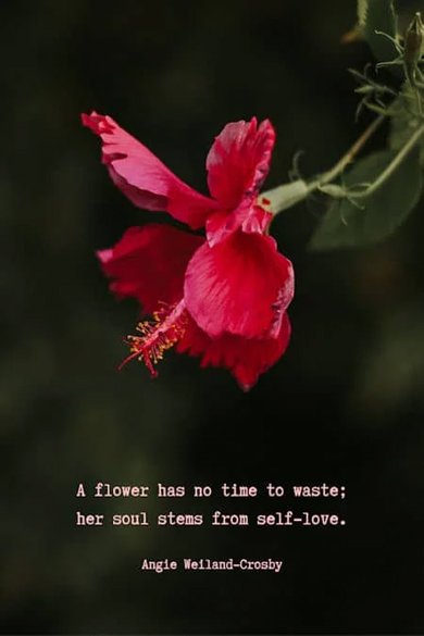 flower has no time quote