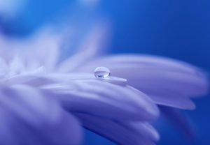 Creativty, a dewdrop on a blue flower