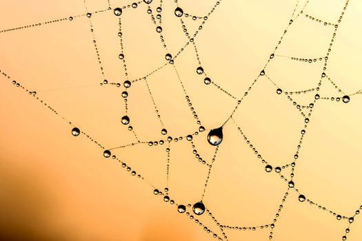 nature, a dew drop web to soothe the soul