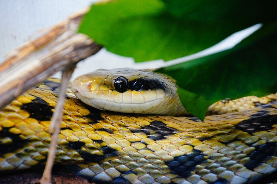 Picture of snake symbolizing anxiety
