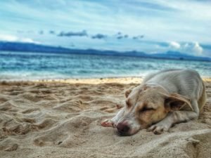 Dog Love: a dog asleep and at peace on the beach