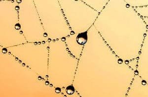 a dewdrop web symbolizing motherhood's intricate soul work