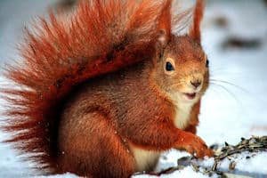 Squirrels: Top Three Countdown of Silly Squirrelly Stories