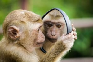 Laughter, a sad monkey looking into a mirror