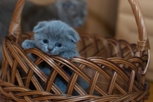 Laughter, a blue kitten in a basket