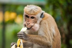 Laughter, a smiling monkey eating a banana