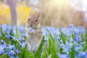 Laughter, a squirrel holding a blue flower