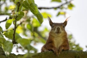 squirrels: a squirrel in a tree