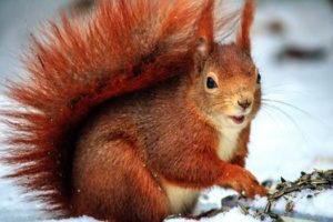 Squirrels: a squirrel in the winter
