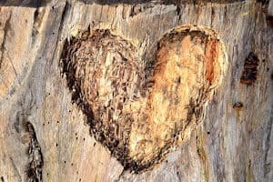 Soul Story:  Hollow Wood and the Heart of Amber