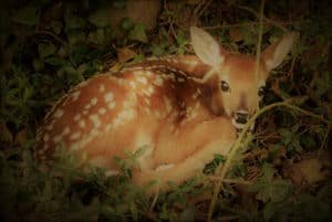 A Deer, a Dream, and the Birth of Summer