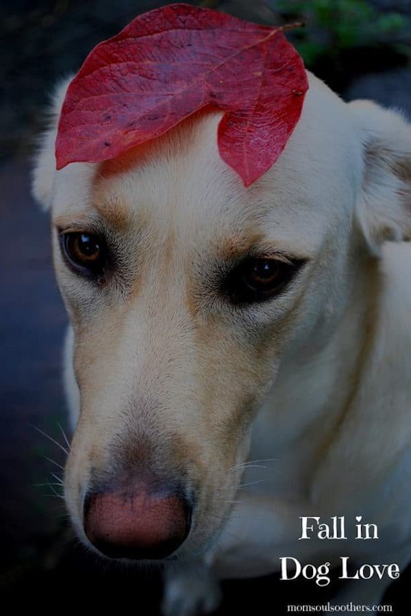 Yellow Lab with a leaf on her head with the quote Fall in Dog Love