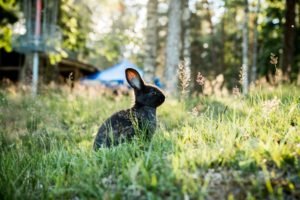 concussion: a rabbit in stillness to symbolize being