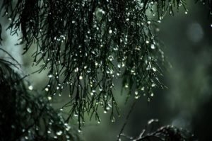 concussion: rain falling from pine to symbolize grieving