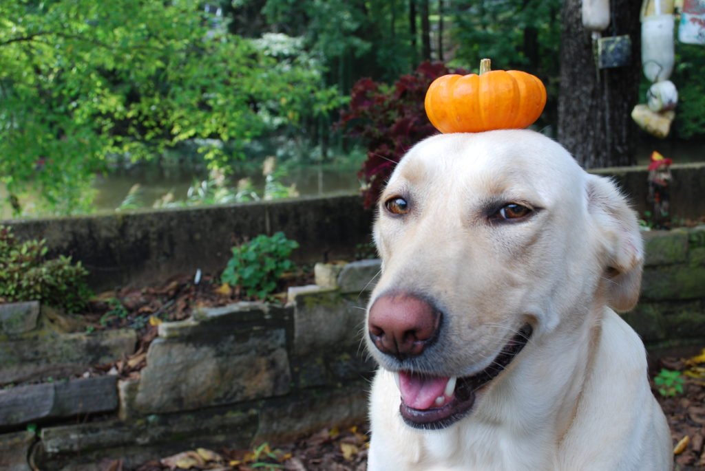 creativity booster, a dog doing a trick