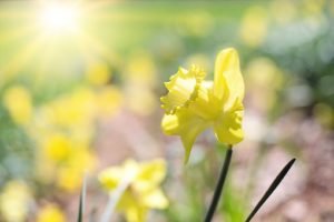 memories of mom, daffodils in sunlight...