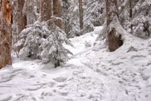 memories of mom, a snowy forest...