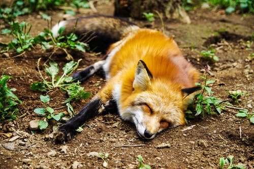 sleeping fox in nature...