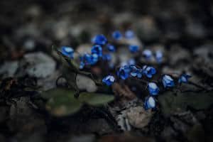 blue spring flowers...photo by Eberhard Grossgasteiger
