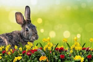 a rabbit in a field of flowers...