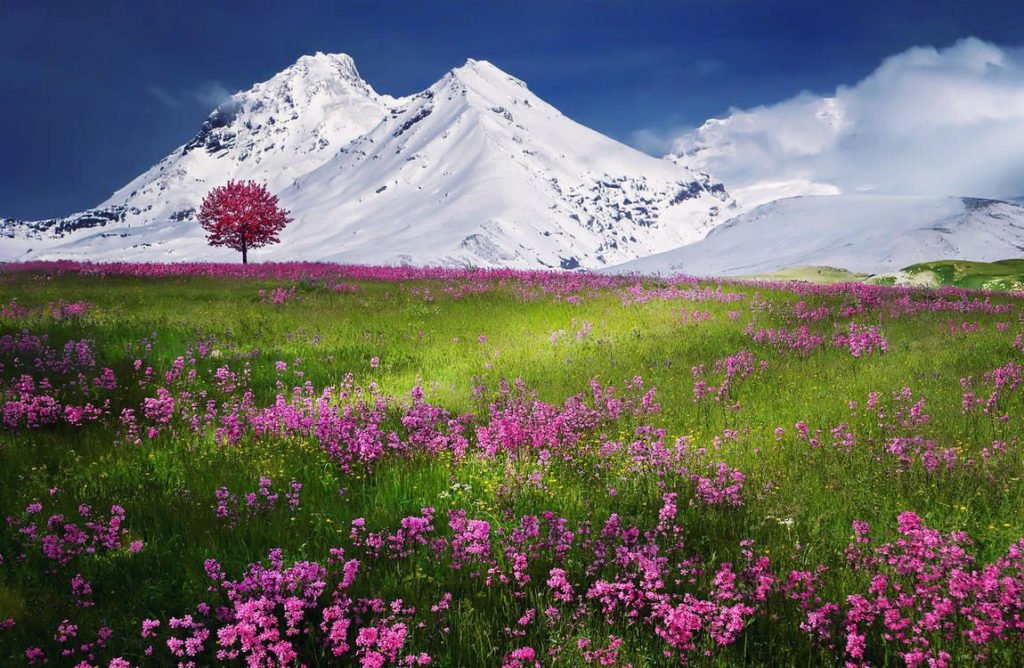 a snowy mountain and a spring tree and meadow...