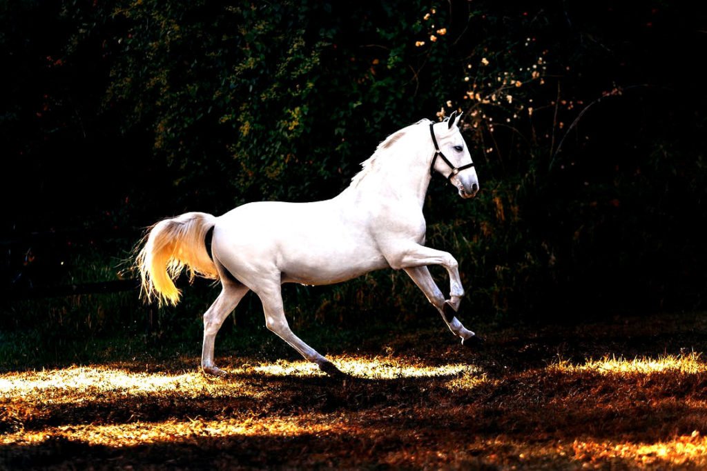 a white horse galloping in the sunlight...