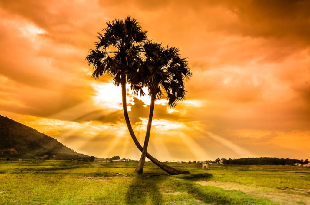 two palm trees in orange sunlight...
