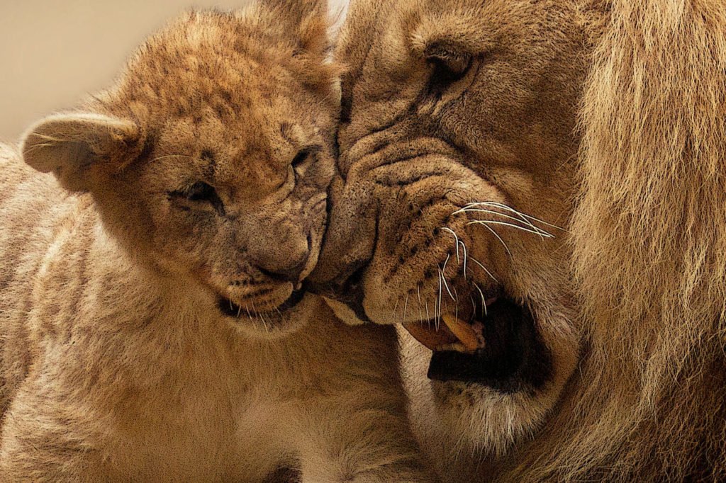 daughter, remember me like this...a lion and a cub...