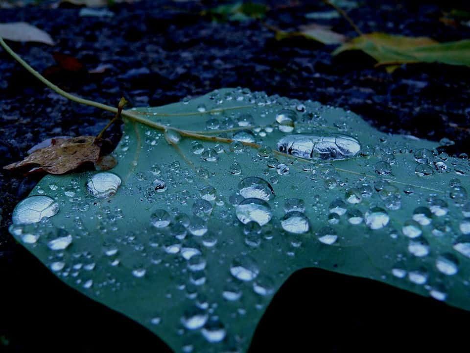 a blue leaf with raindrops...