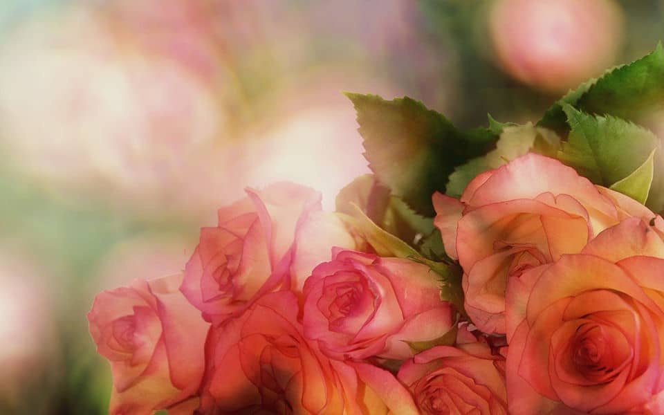 daughter, remember me like this...beautiful pink roses...