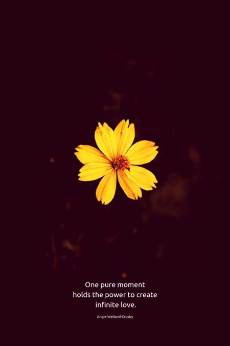 inspirational love quote with a yellow flower...