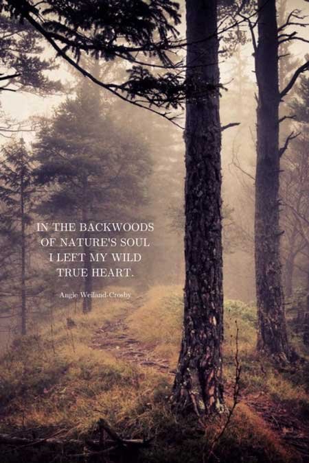nature quotes | soul quotes | inspirational nature quotes | a picture of nature with fog and the woods | 