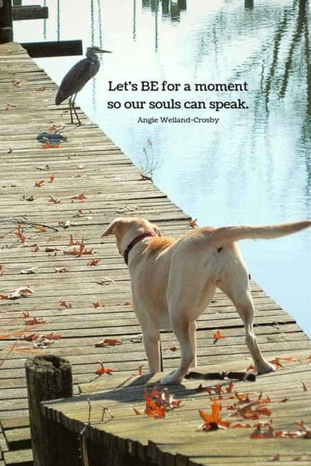 soulful quote with lab and heron on a pier...