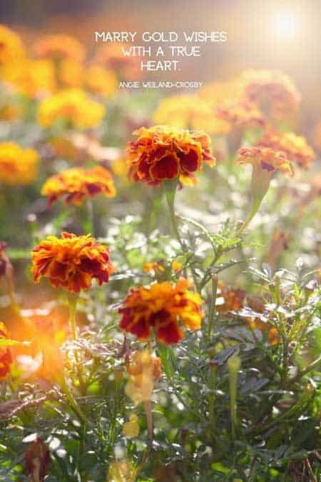 mindfulness quotes | soul quotes | life wisdom quotes | a picture of nature with lovely marigolds | 