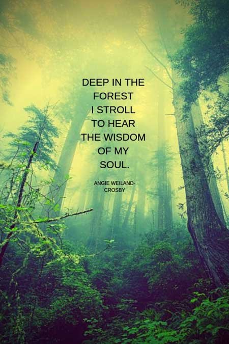 soulful nature quote with a green forest.