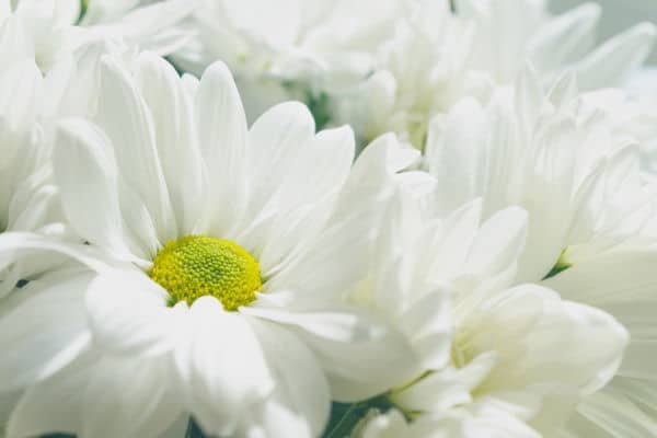 white flowers representing inner peace...Photo by Jez Timms on Unsplash