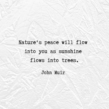 words about trees and peace by John Muir...