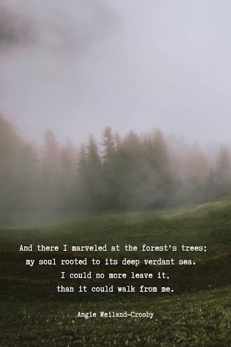 Tree Quotes & Tree Poetry that Branch to Your Soul | Mom Soul Soothers