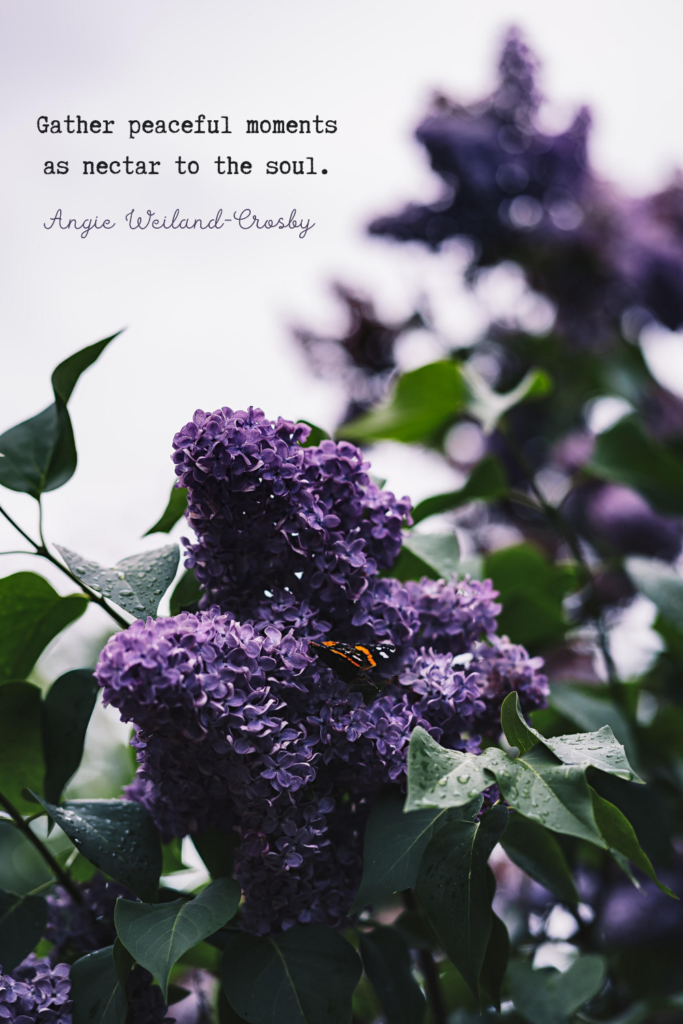 soul quote with lilac and a butterfly | Photo by Eberhard Grossgasteiger