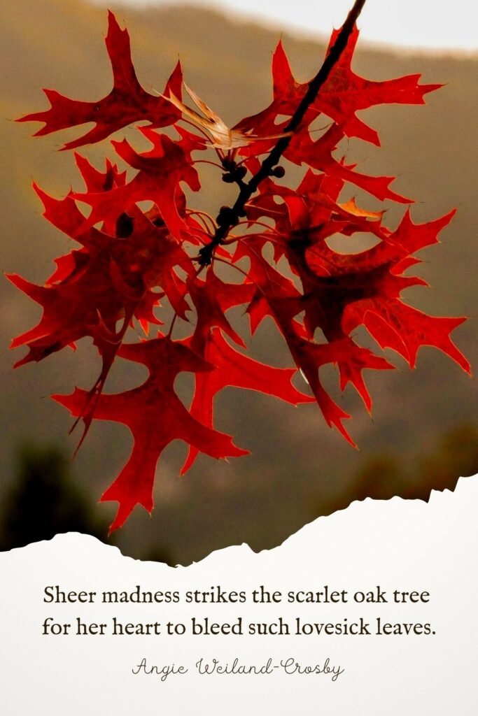 Fall Quote by Angie Weiland-Crosby | Scarlet Oak leaves 