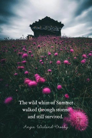 the wild whim of summer quote