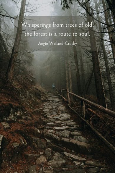 angie weiland-crosby forest quote