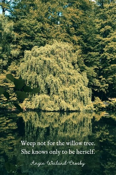 weep not for the willow tree quote