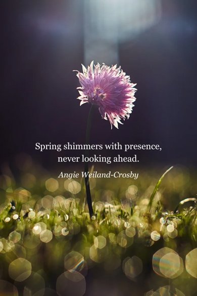 spring shimmers quote