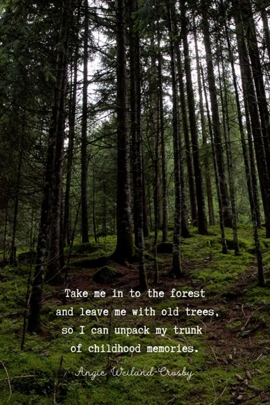 angie weiland-crosby forest quote