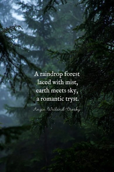 a raindrop forest laced with mist quote