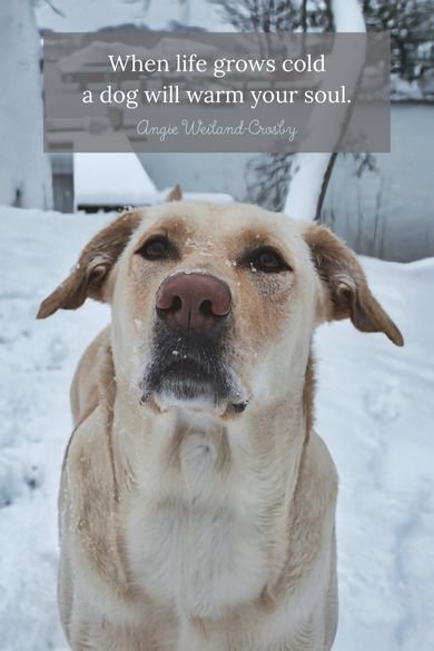 dog quote by Angie Weiland-Crosby