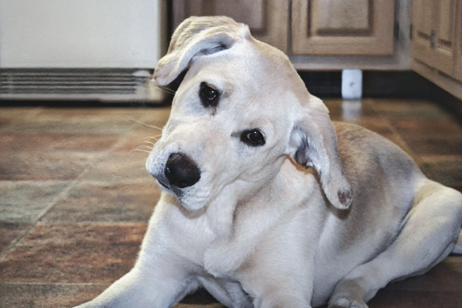 cali labrador