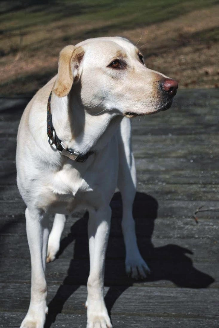 cali labrador