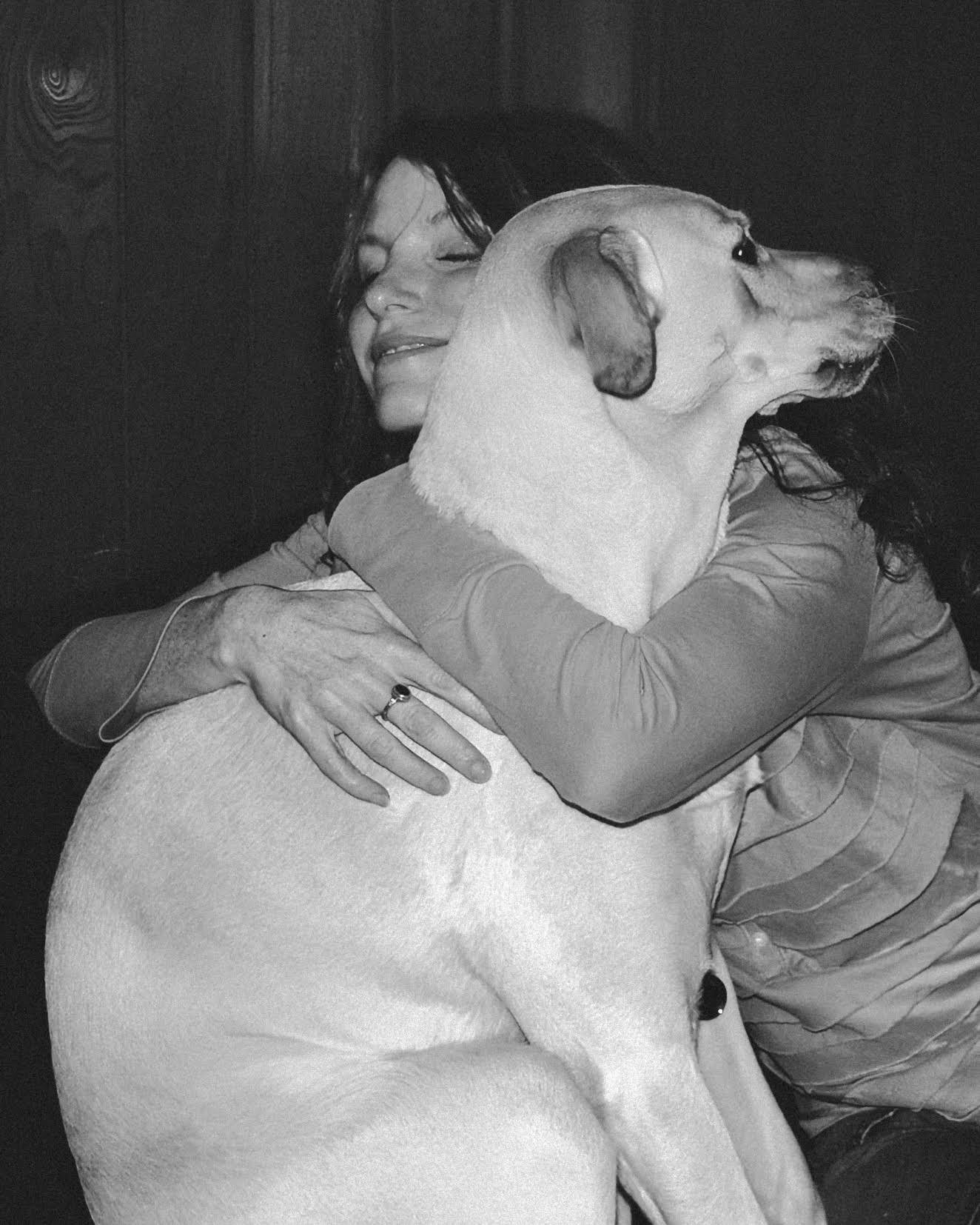 dog labrador cali